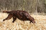 SETTER IRLANDAIS 525